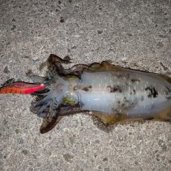 淡路島エギングリベンジ